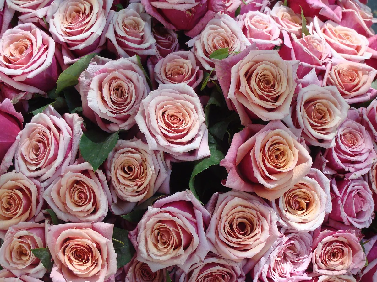 Buquê de rosas em tons de rosa e champanhe visto de perto