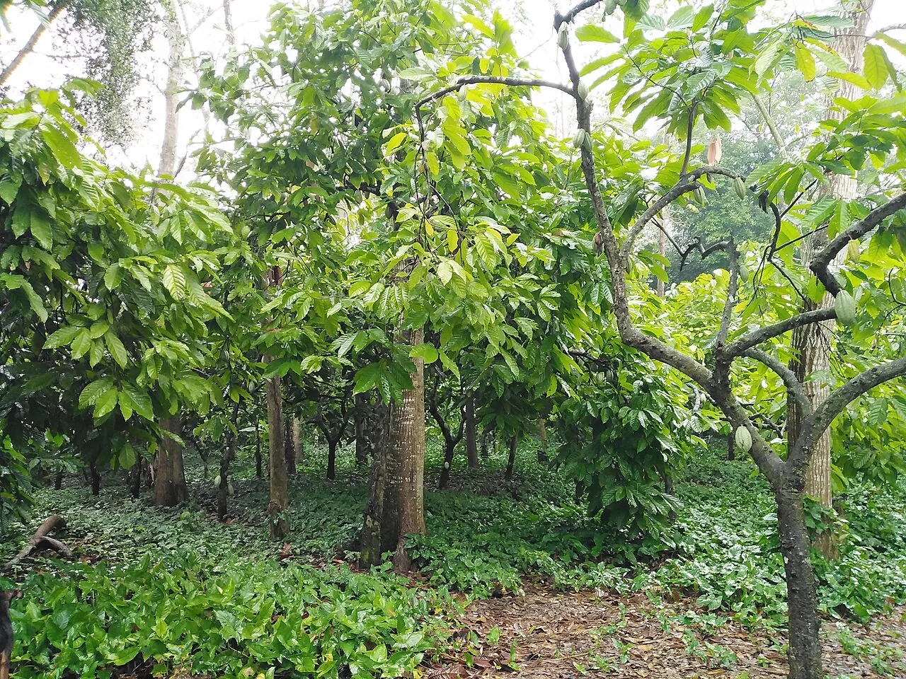 Mazorcas de cacao madurando en un árbol dentro de un sistema agroforestal bajo sombra