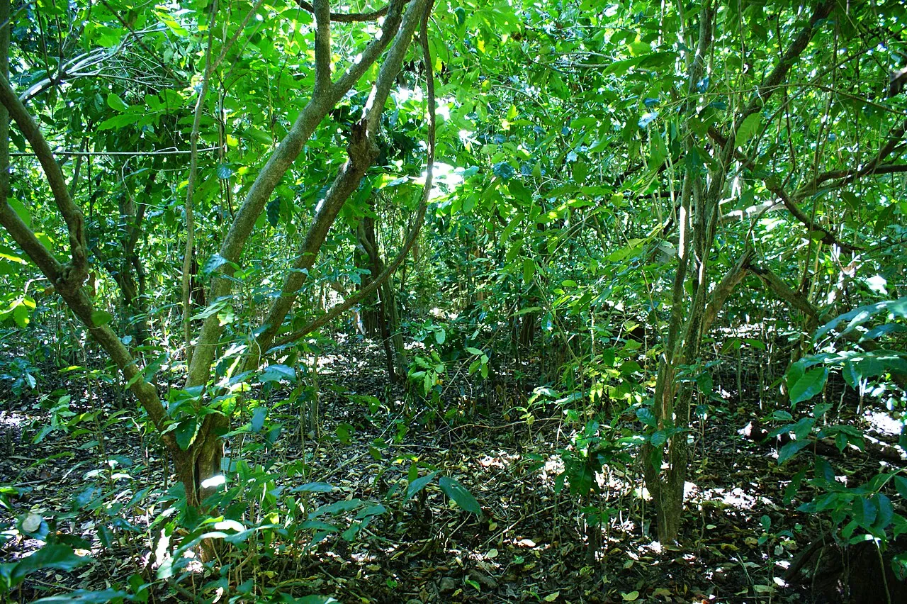 Plantas de café creciendo bajo la sombra de árboles en un sistema agroforestal