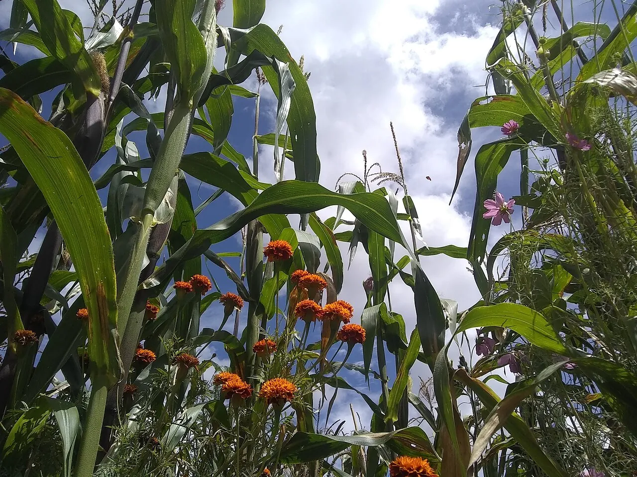 Milpa con flores de cempasúchil en una parcela rural de México