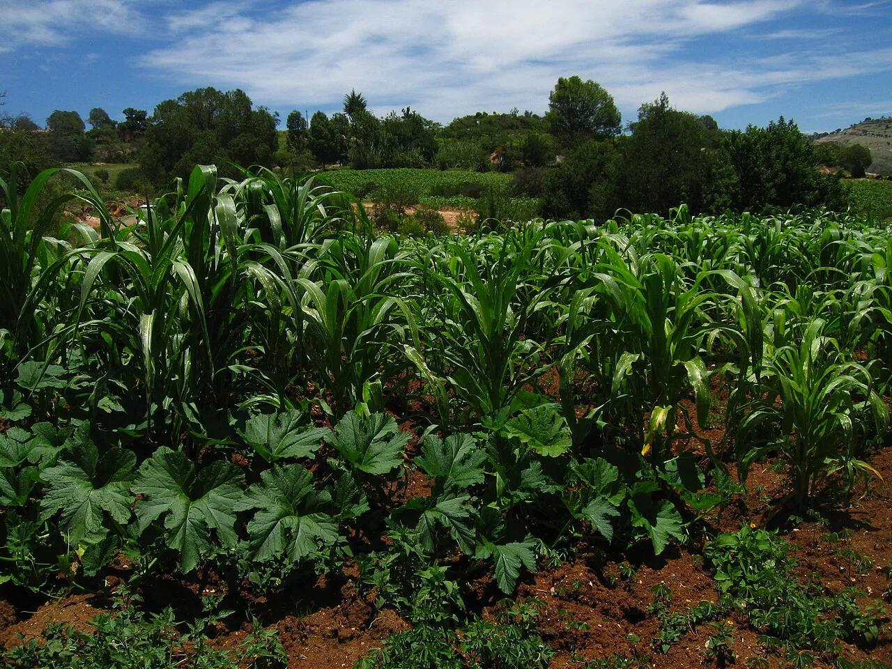 Parcela de milpa verde en ladera en Zaragoza, Tilantongo, Oaxaca
