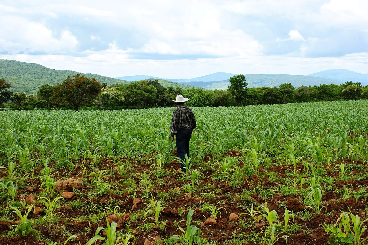 Milpa verde en pleno crecimiento en una parcela mexicana