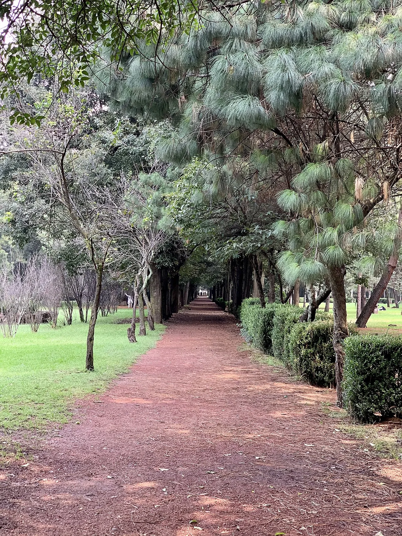 Pasillo de un vivero con plantas en venta y producción en Coyoacán, Ciudad de México